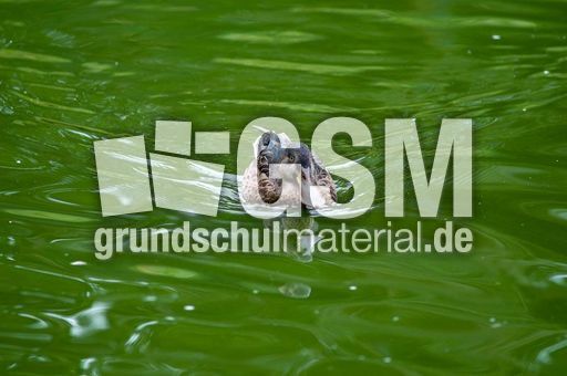 Löffelente (2 von 8).jpg